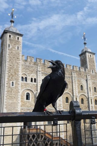 A Raven at the Tower of London