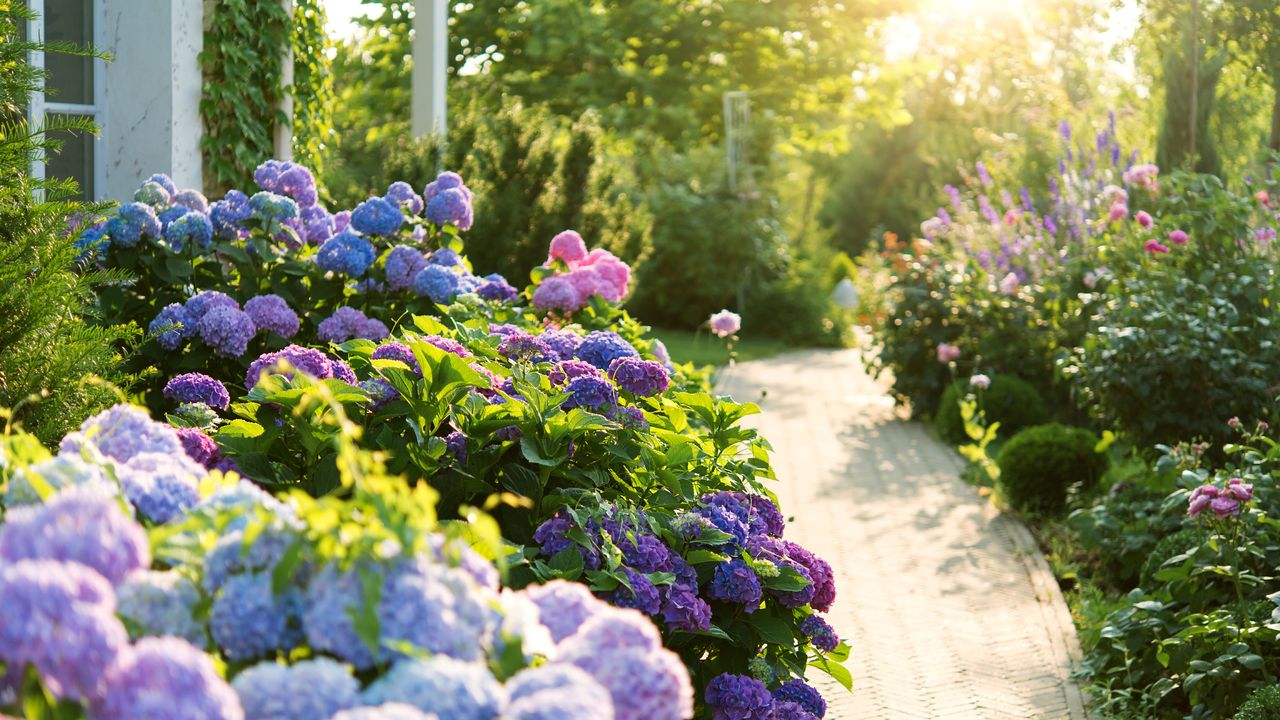 Purple, pink, and blue hydrangea shrubs along a garden path 