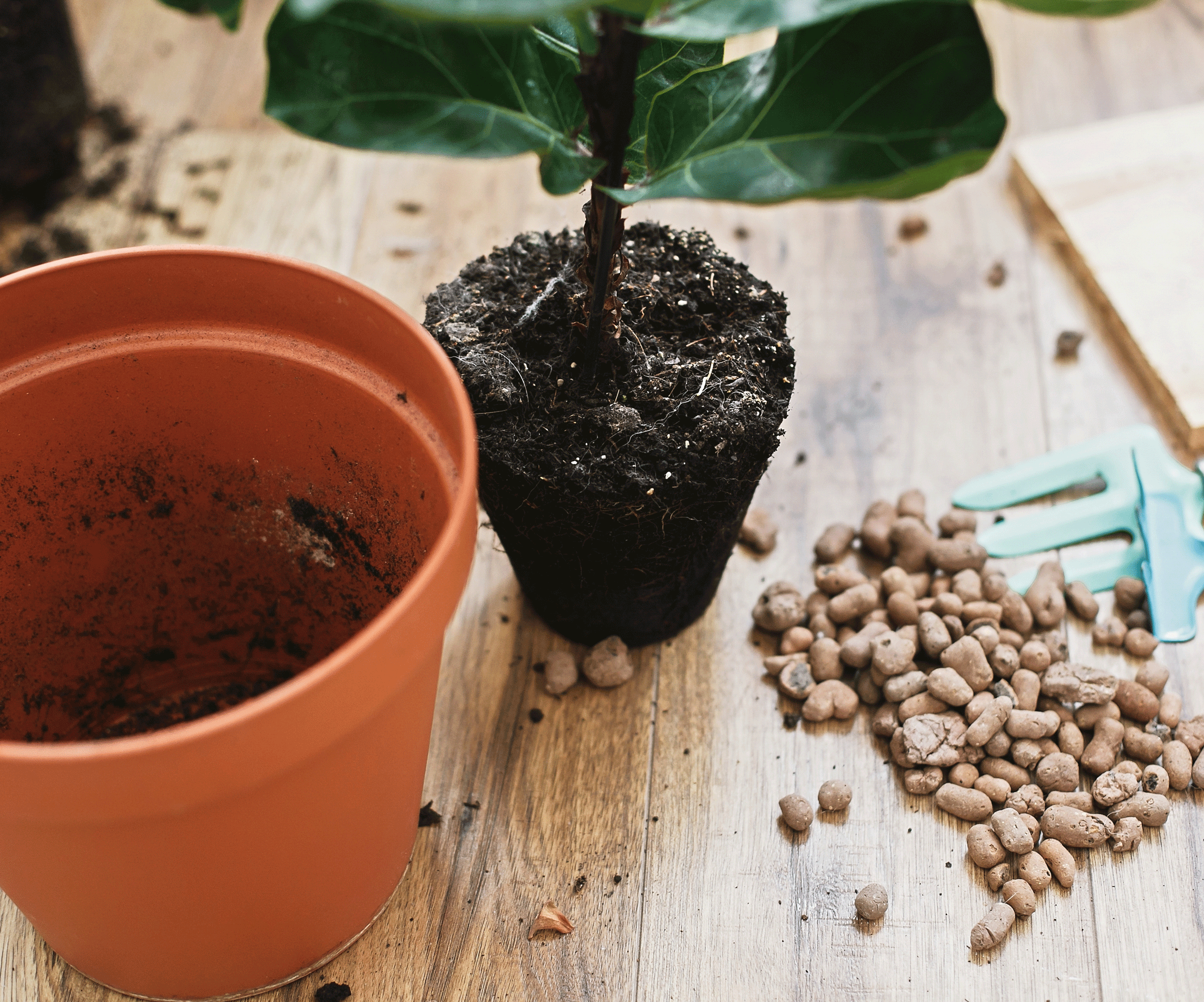 terracotta pot, fiddle leaf fig and gravel