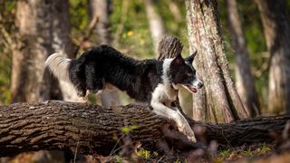 A border collie jumping over a log