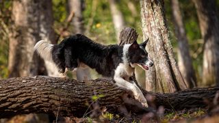 A Border Collie jumping over a log