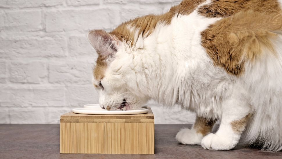 Should I elevate my cat’s food bowl? A vet's view PetsRadar