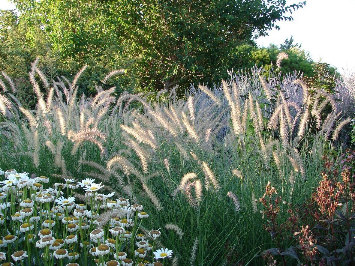 zone 8 orn grass