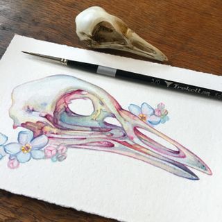 Watercolour study of a bird skull