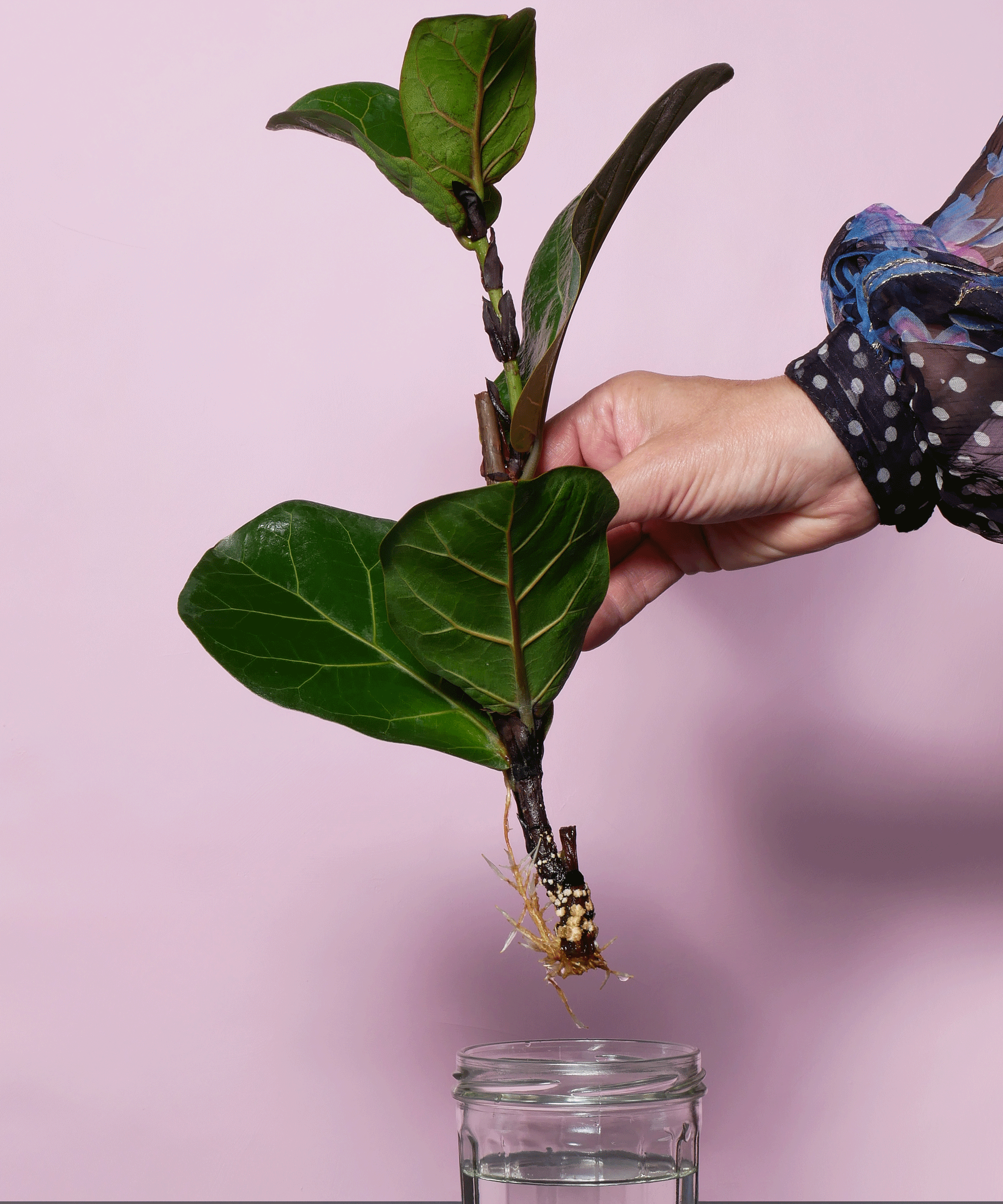 fiddle leaf fig cutting with roots