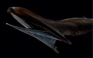 The head of a pelican eel.