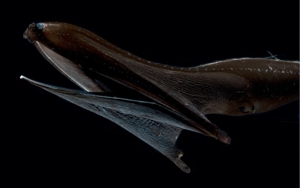 Ultra-black eels that stalk the ocean's midnight zone all have the