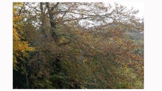 Image shows a corner crop on an image taken with a Sigma 14/24mm F2.8 DG HSM ART lens.