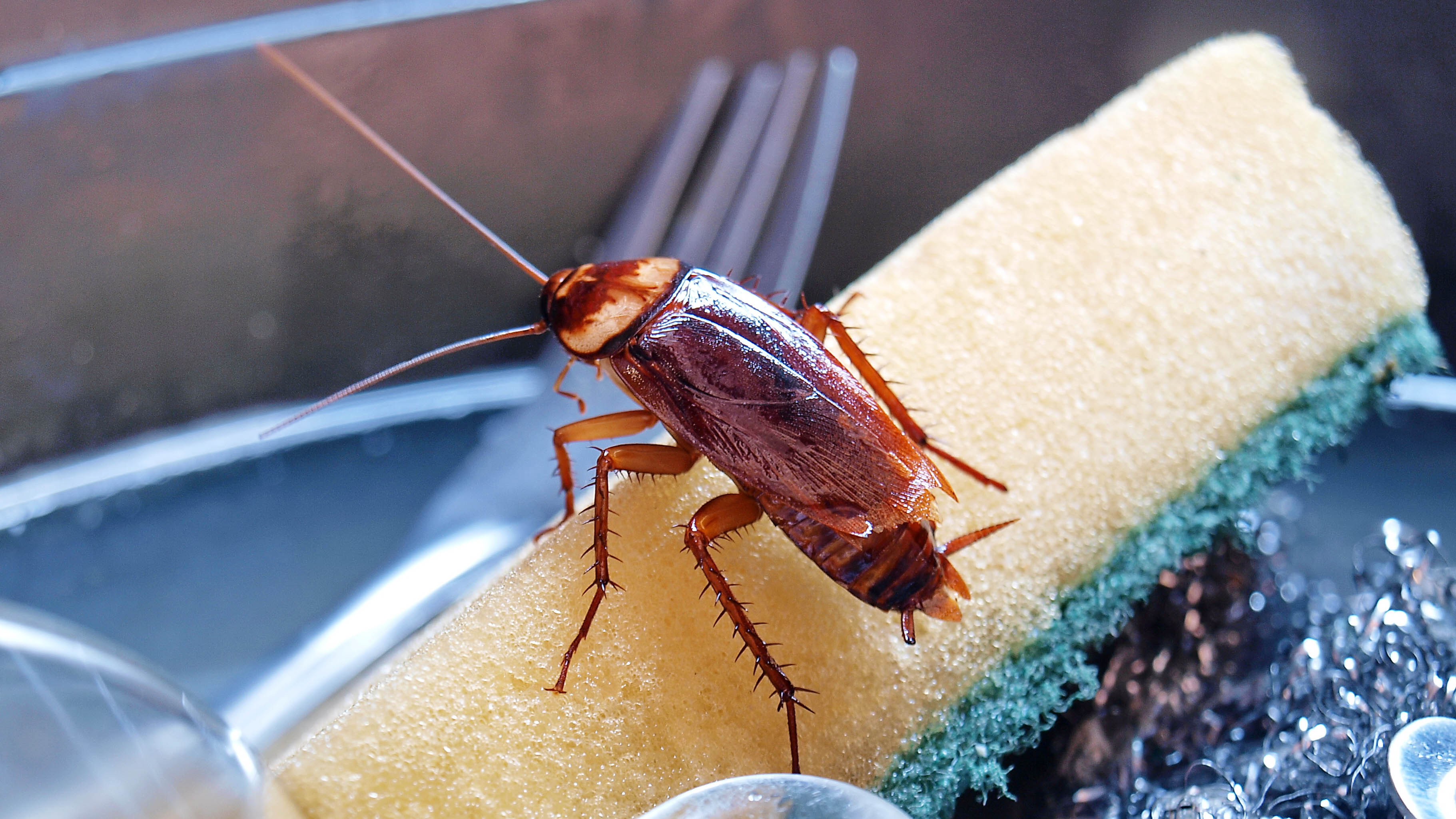 How To Get Rid Of Roaches In Your Home