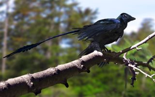 Microraptor lived about 130 million years ago in what is now northeastern China, and was covered in glossy black feathers that had a hint of iridescence.