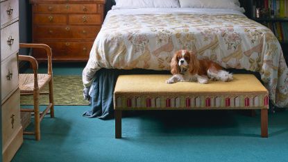A dog on an ottoman at the food of a bed