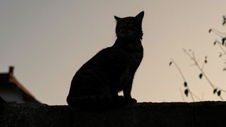 Cat silhoutte