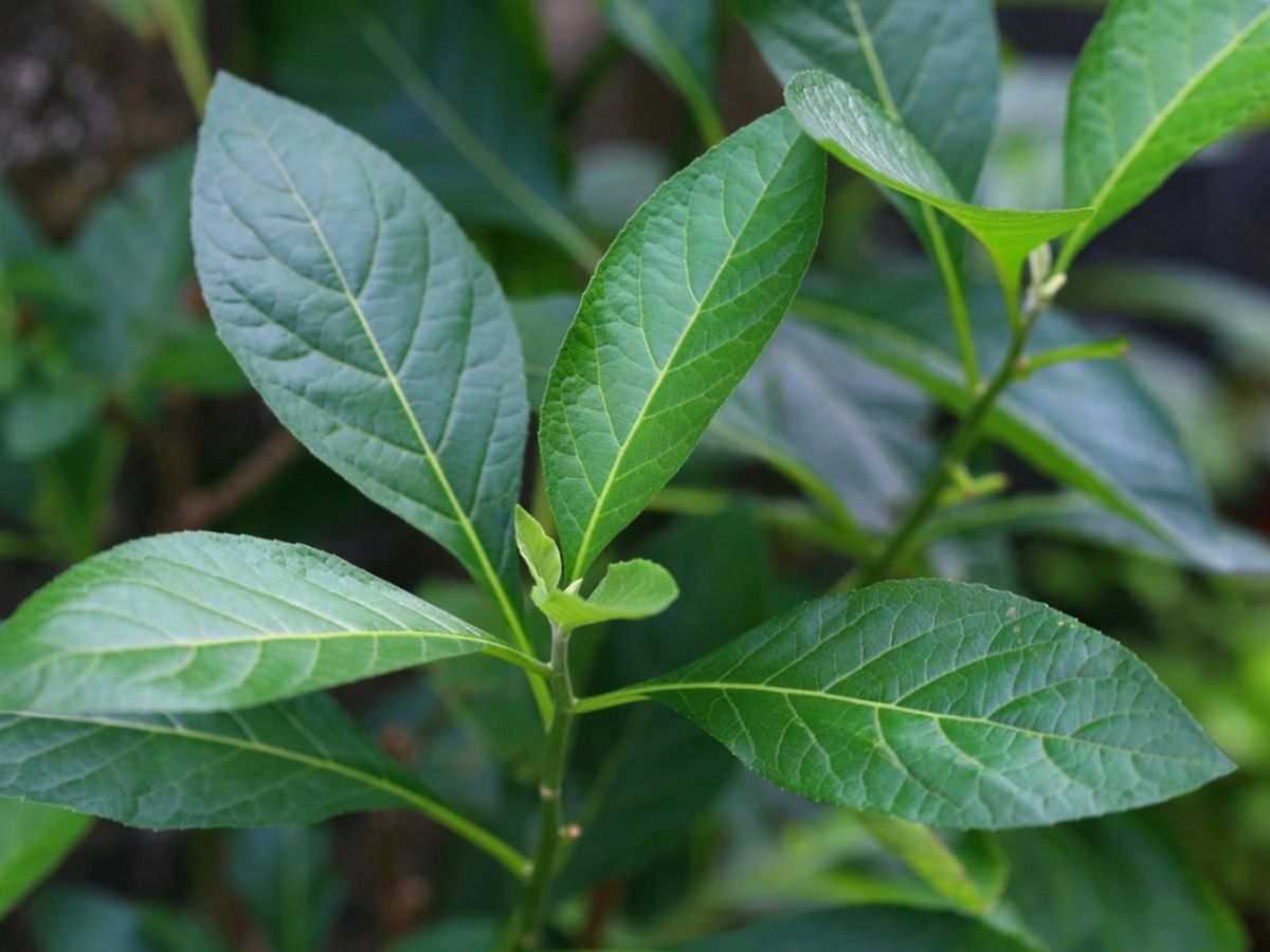 Uses Of Bitter Leaf Plant: Growing Bitter Leaf Vegetable Greens