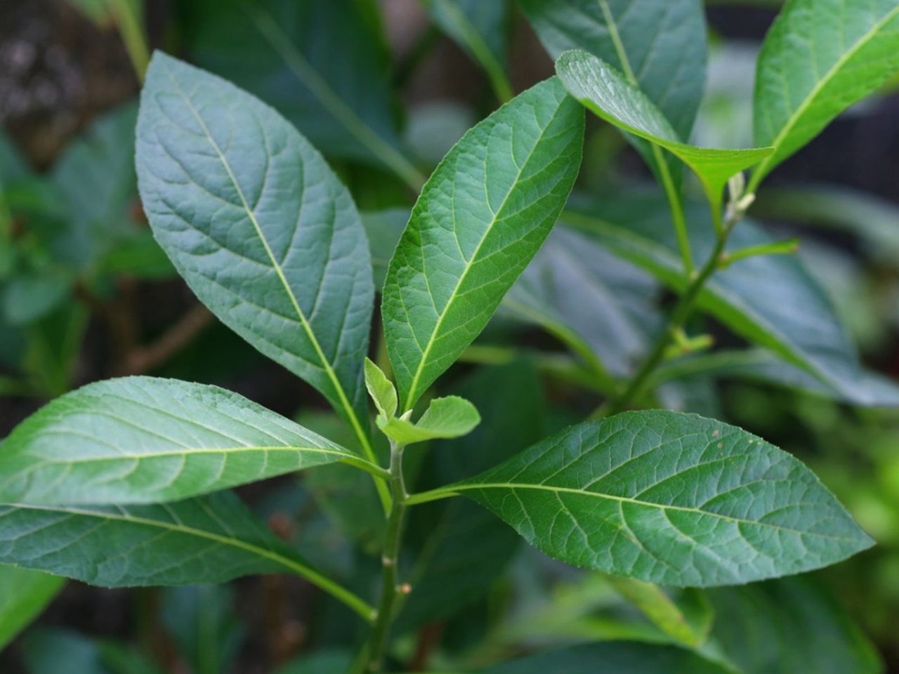 Veronia Bitter Leaf Plant