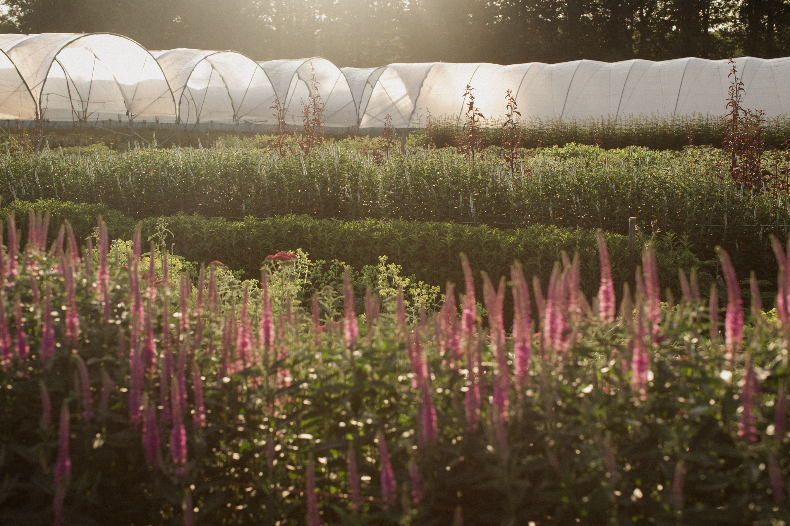 The Real Flower Company