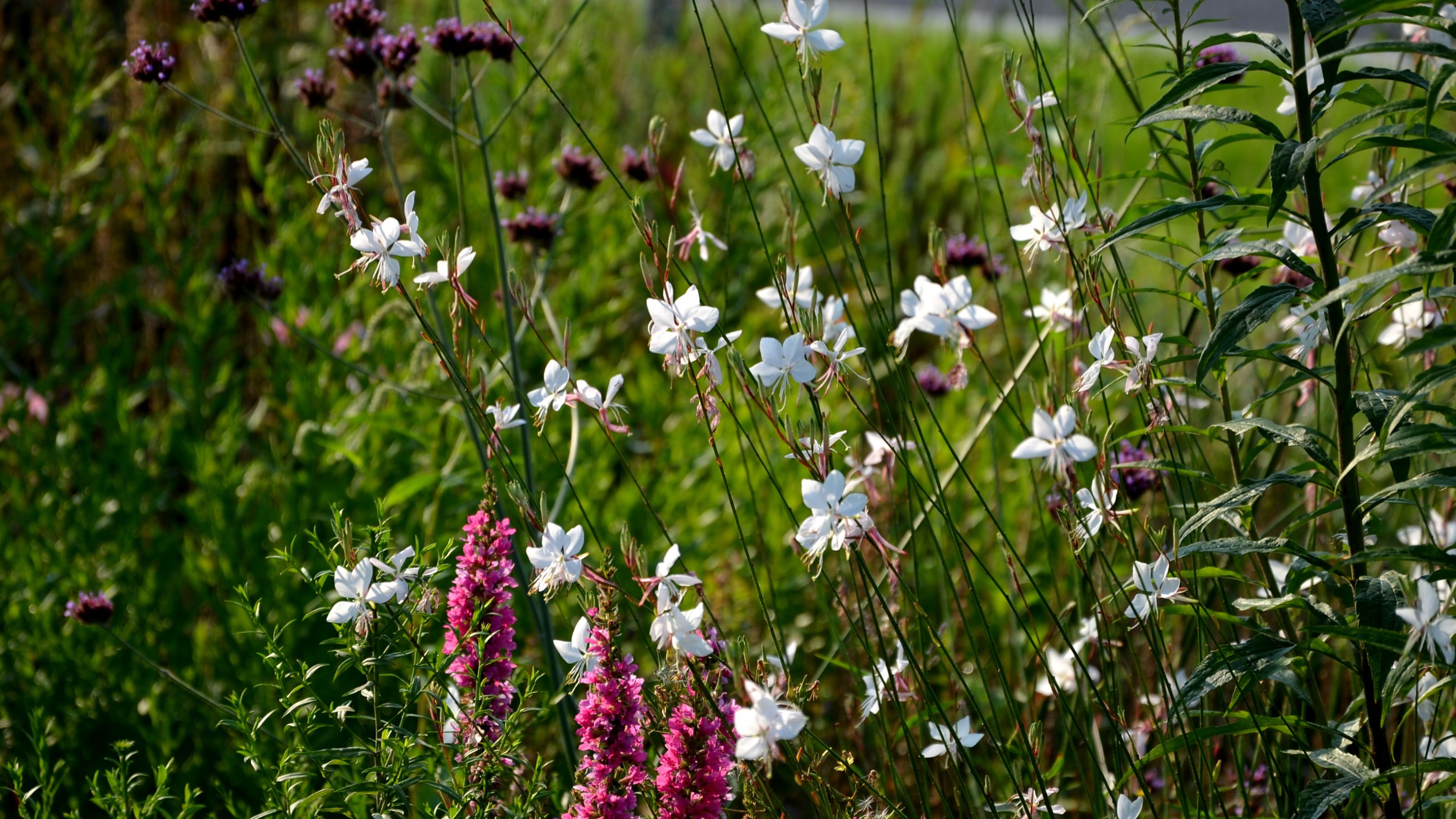 Gaura, verbena and other flowers