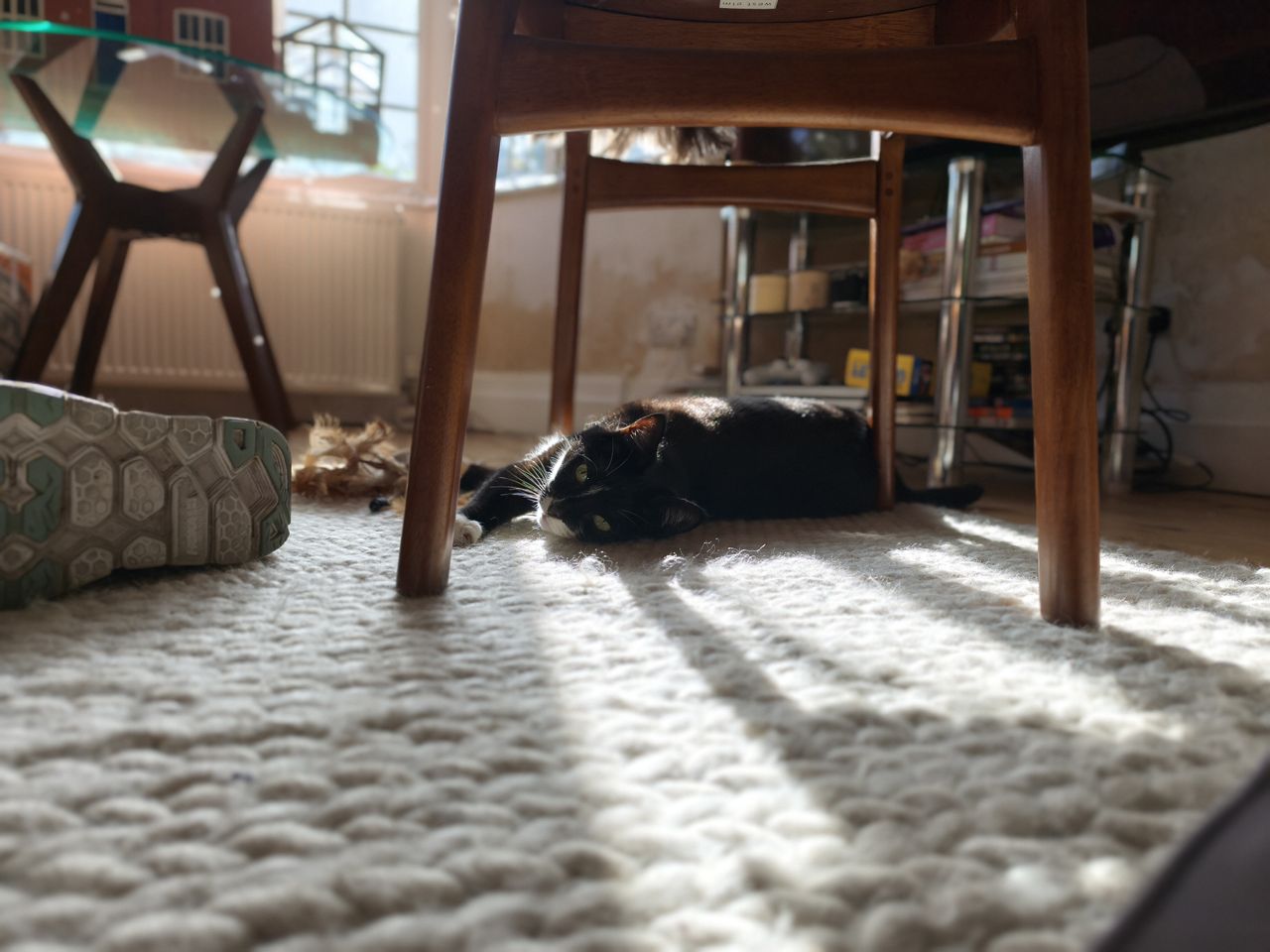 Xiaomi 15T Pro camera sample cat portrait mode 1x zoom