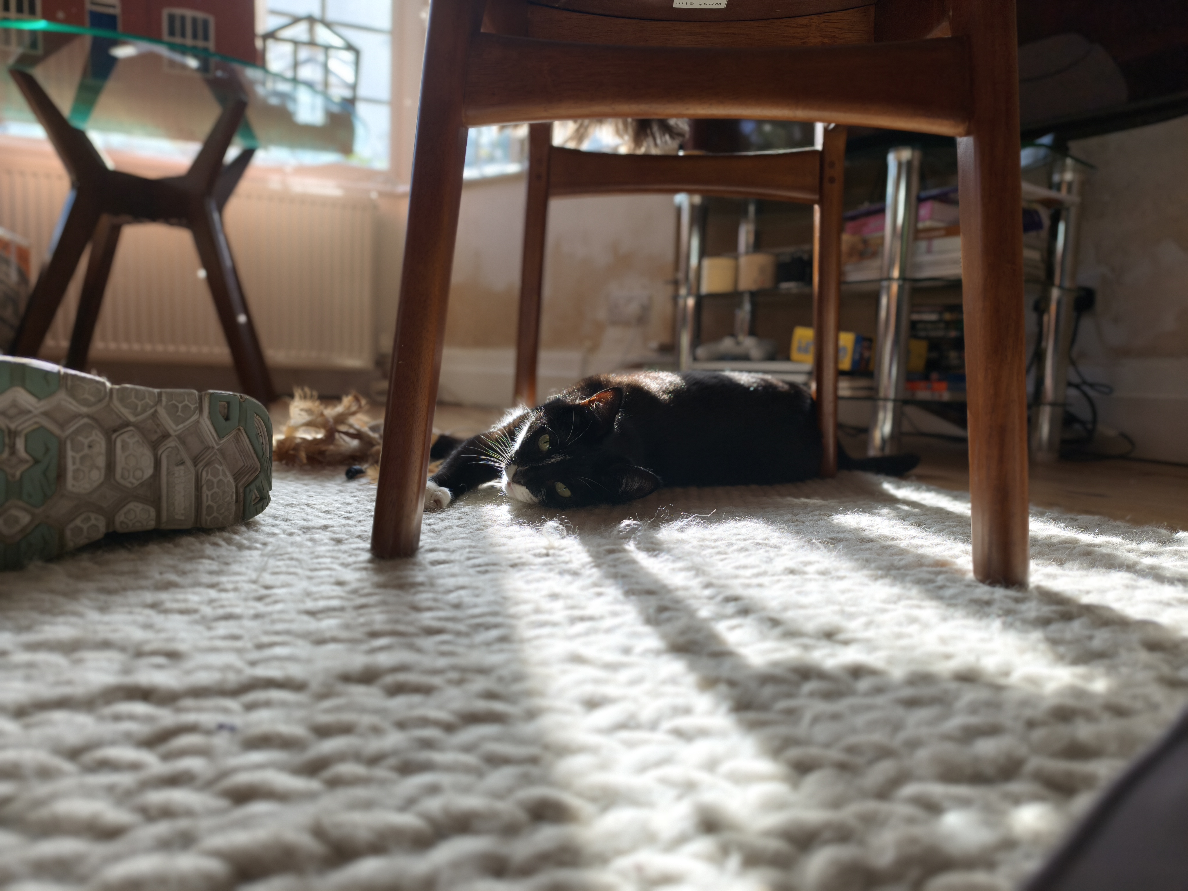 Xiaomi 15T Pro camera sample cat portrait mode 1x zoom