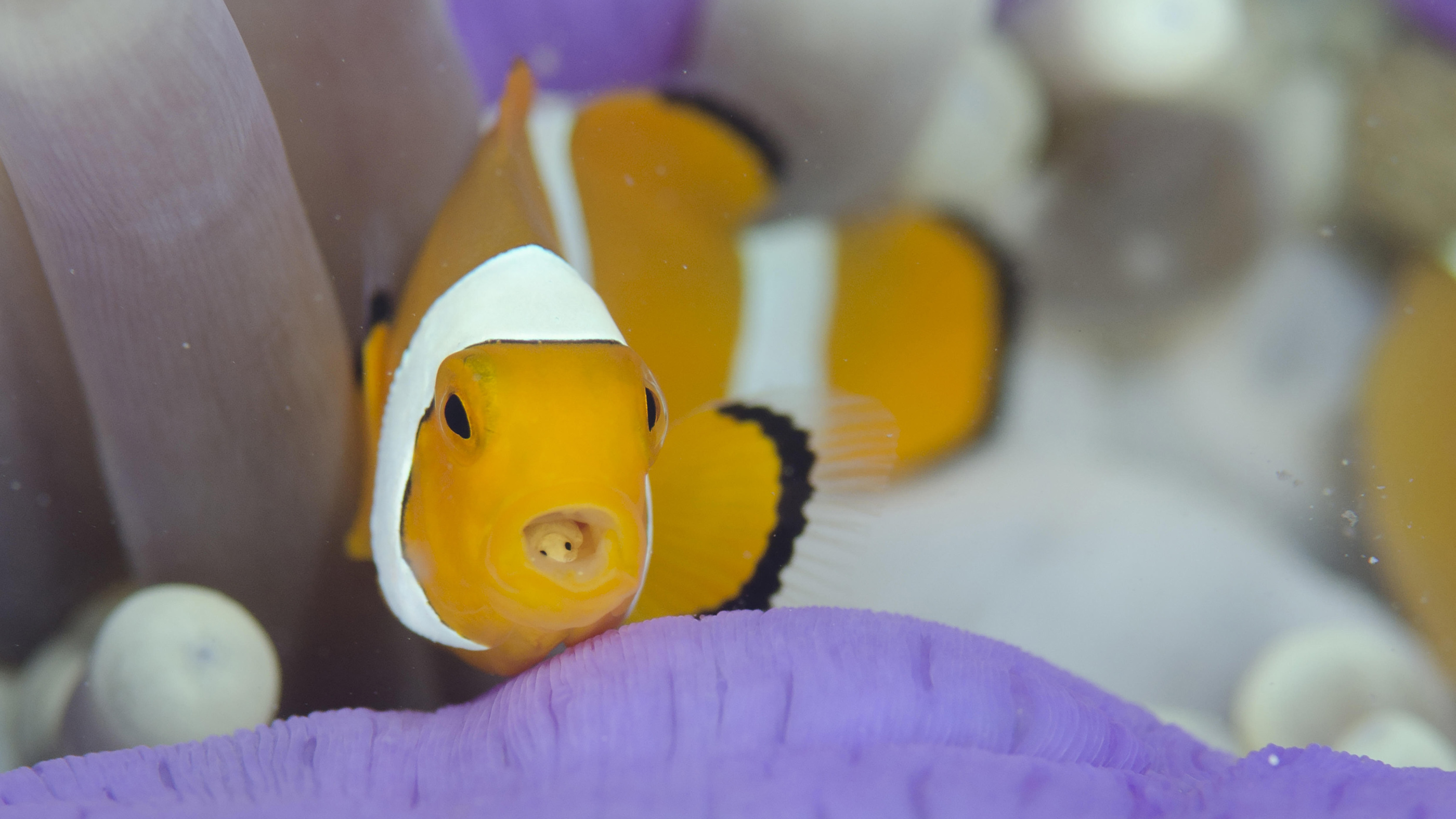 Clown Anemonefish (Amphiprion ocellaris), with Tongue-biter Cymathoid Isopod (Cymothoa exigua) parasite on tongue