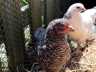 OnePlus Nord N200 5G camera samples