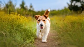 Jack Russell Terrier walking through a field