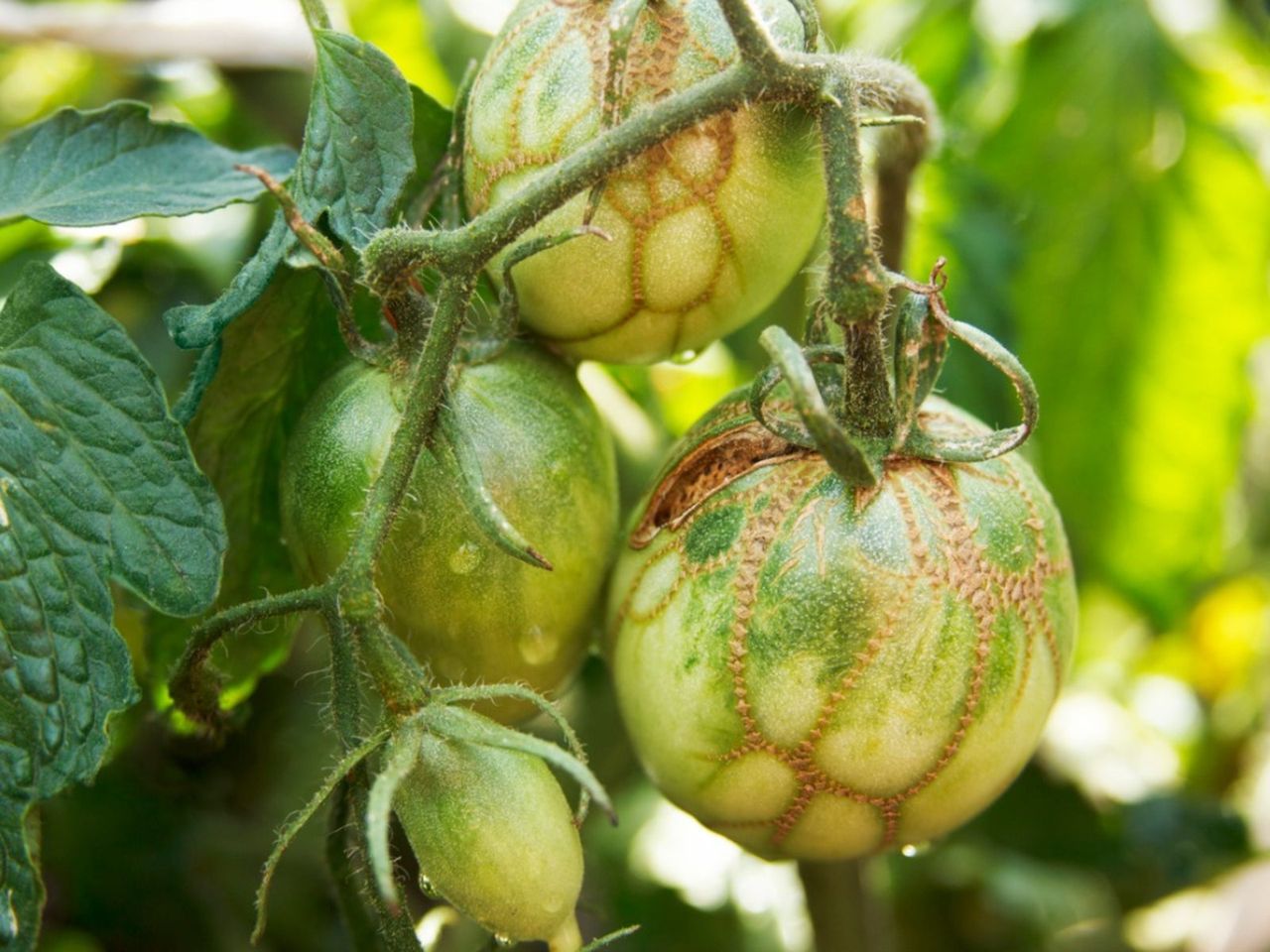 Zippers On Green Tomato Plants