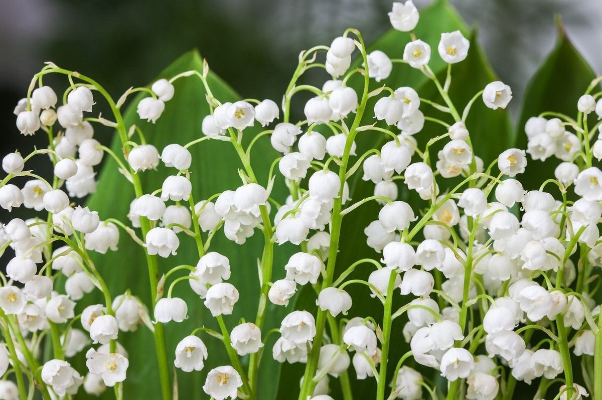 Lily of the Valley - Flowers And Bulbs