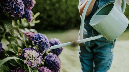 A gardener waters hydrangeas with a watering can