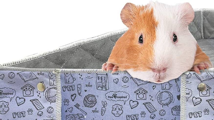 Best Bedding For Guinea Pigs For A Clean And Comfy Home PetsRadar   HaCsHdUKzDrnf4QYQiPoeE 1200 80 