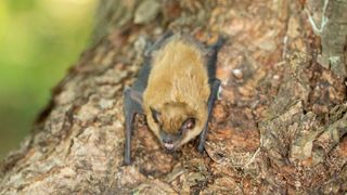 Little brown bat on tree trunk in Minnesota