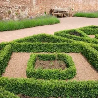Buxus sempervirens | from £6.99 at Crocus