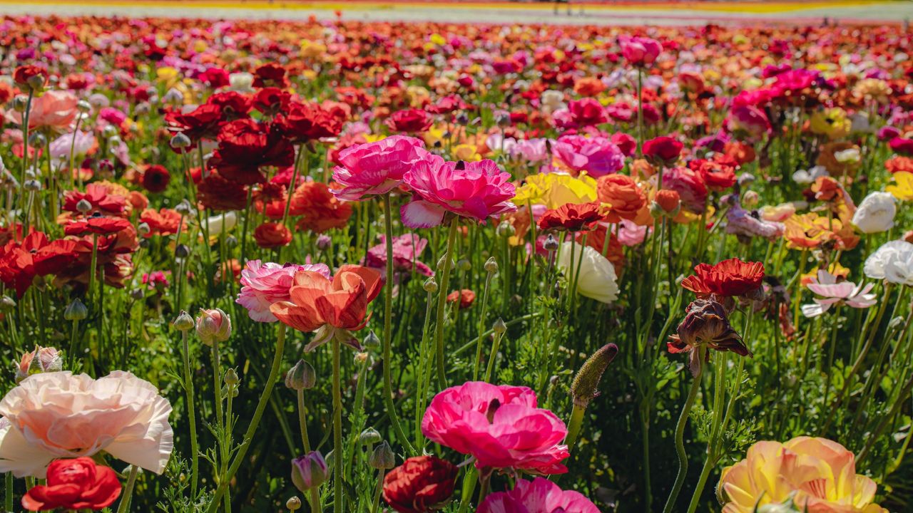 Pink and red ranunculus flowers at the Carlsbad Flower Fields