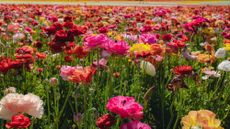 Pink and red ranunculus flowers at the Carlsbad Flower Fields