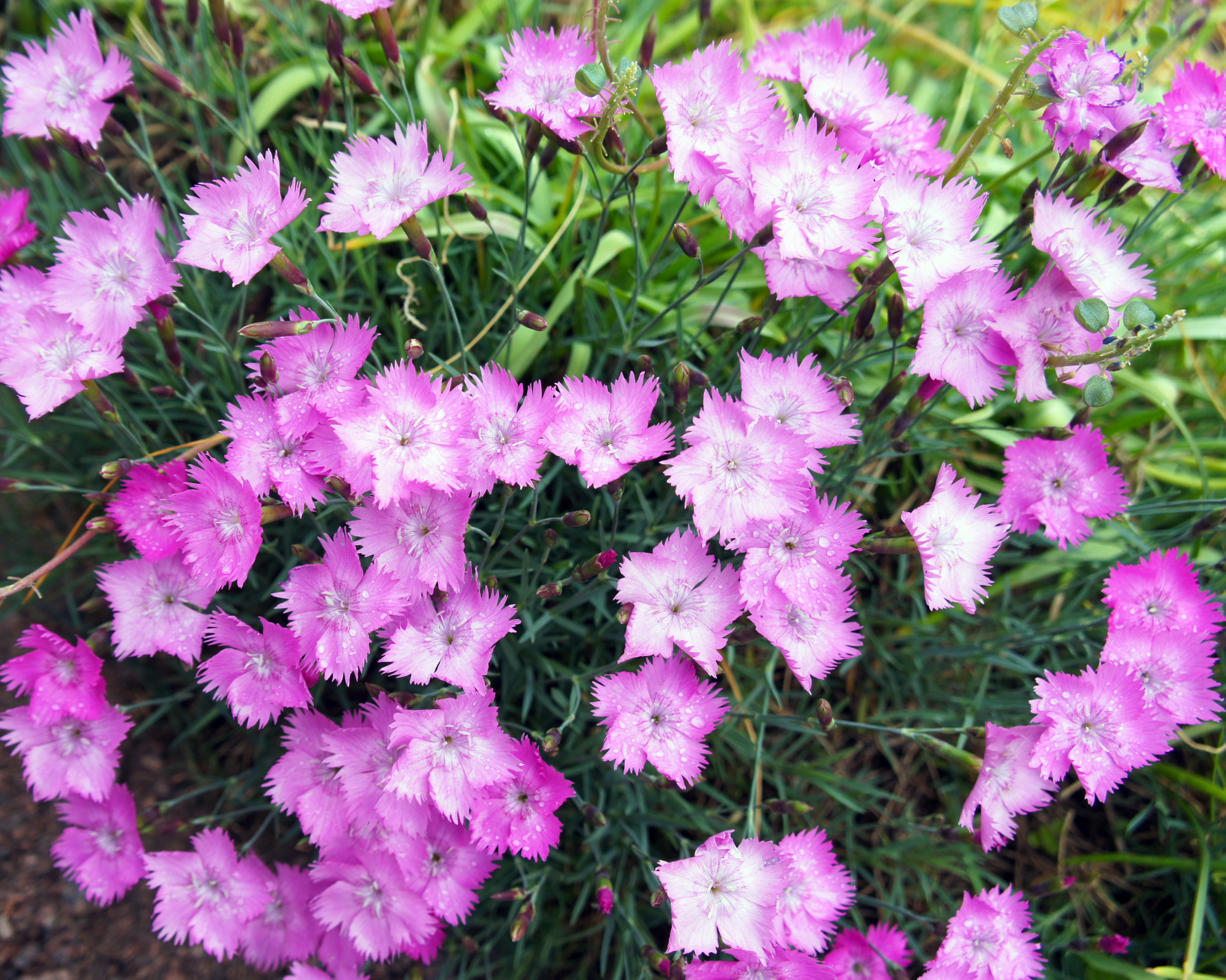 Dianthus gratianopolitanus or cheddar pink many flowers
