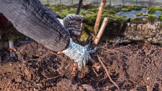 picture of woman removing bramble roots