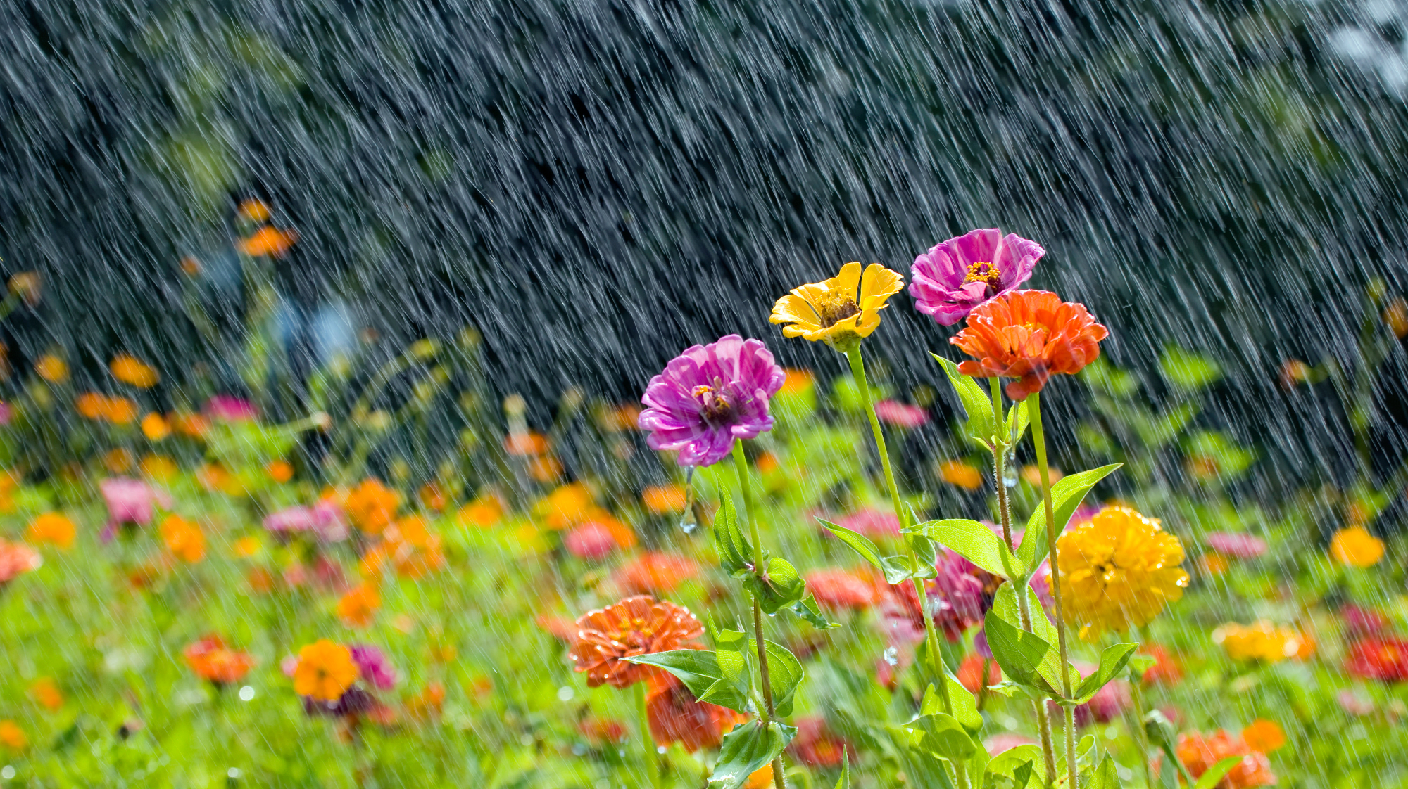 Zinnia flowers in heavy summer rain