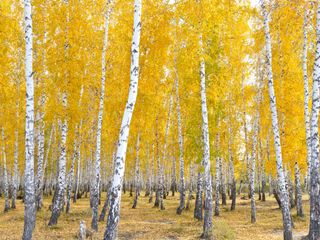 A stand of birch trees with yellow leaves