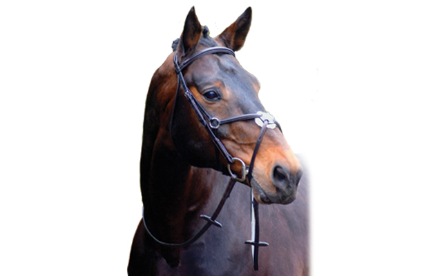 types of noseband for horses