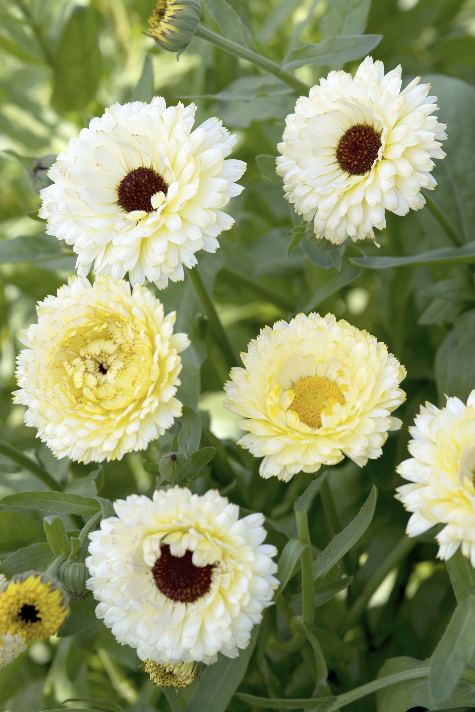 5 flower seeds to sow in April add these to your planting list