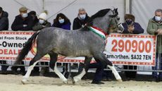 Ilar Dakota at Royal Welsh Winter Fair