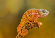 A chameleon.