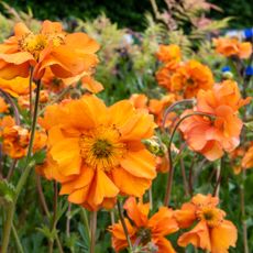 Orange geums in garden