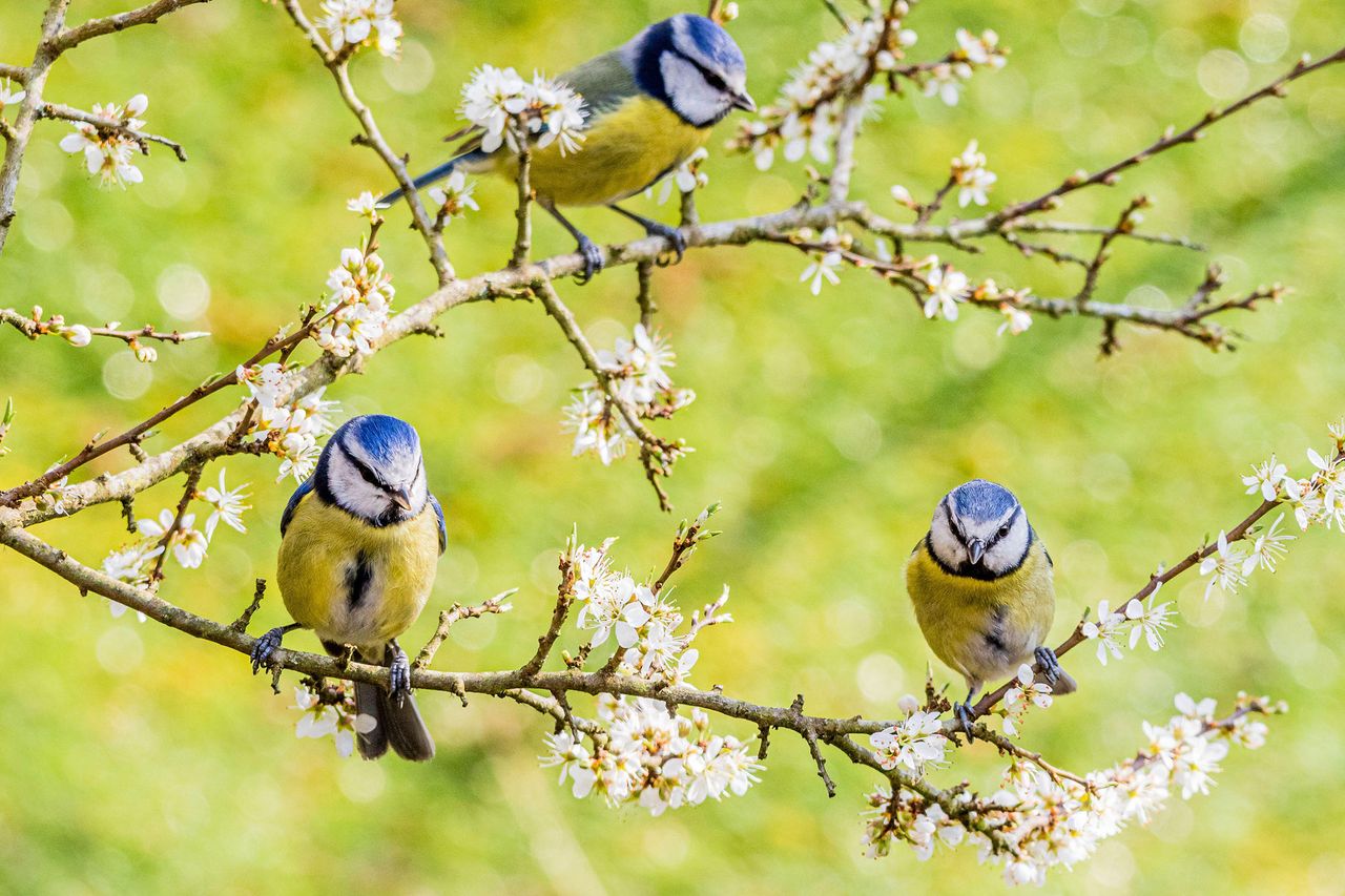 Blue tits exploring a blackthorn blossom in Aberystwyth.