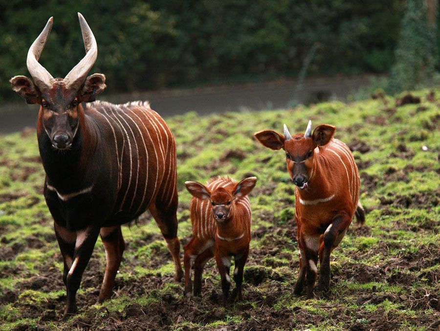 Belfast Zoological Gardens is celebrating the birth of two bongo calves, who have been named Bert and Bo.