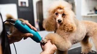 Mini Poodle being groomed