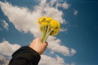 Flowers on a blue sky background