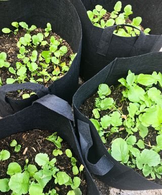 Four black grow bags with green radish leaves growing out of them