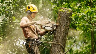 Man cutting a tree with powertool