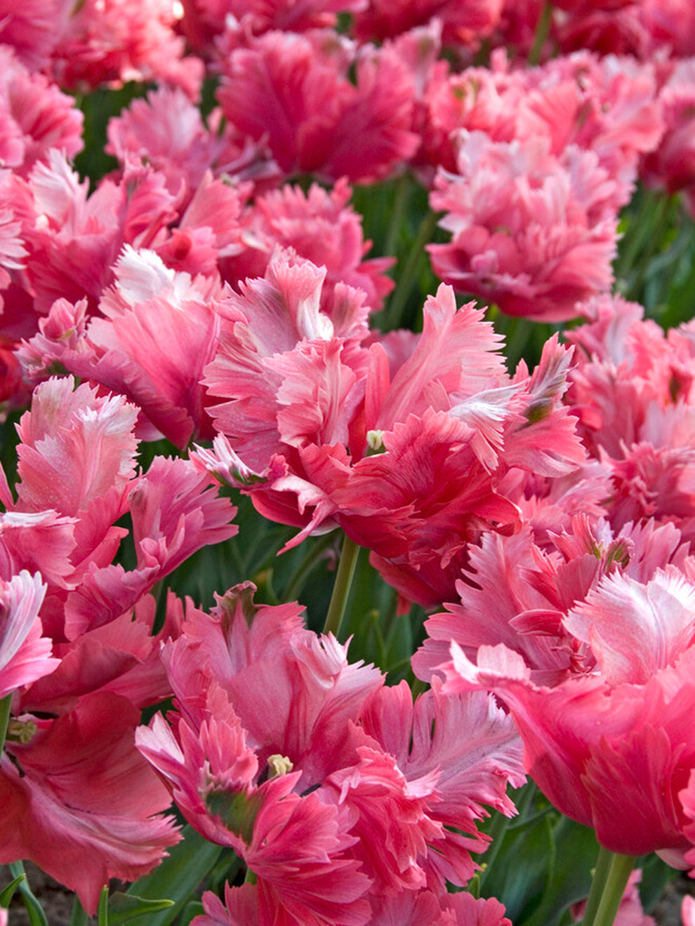 Tulip Flamingo Queen&amp;reg;