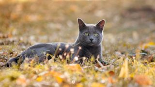 Russian Blue cat